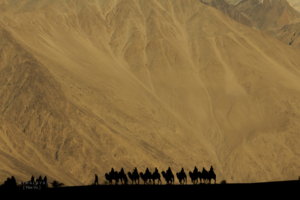 Cưỡi lạc đà xuyên qua Nubra Valley Ladakh