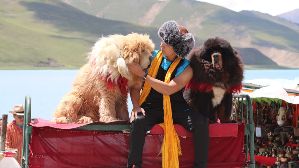 Du khách vui đùa cùng các chú chó Ngao trong chuyến du lịch Tây Tạng