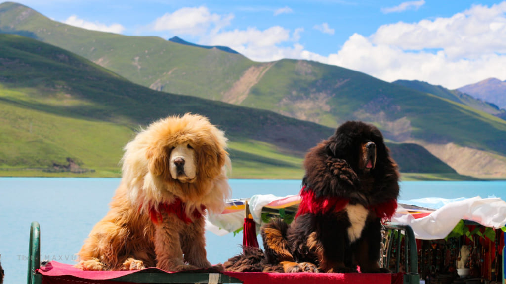 Nếu du lịch Tây Tạng, bạn sẽ bắt gặp khá nhiều chú chó này