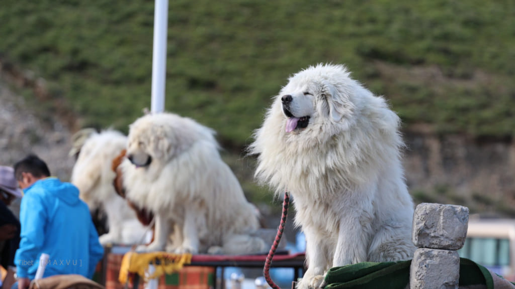Những chú chó thân thiện ở Tây Tạng