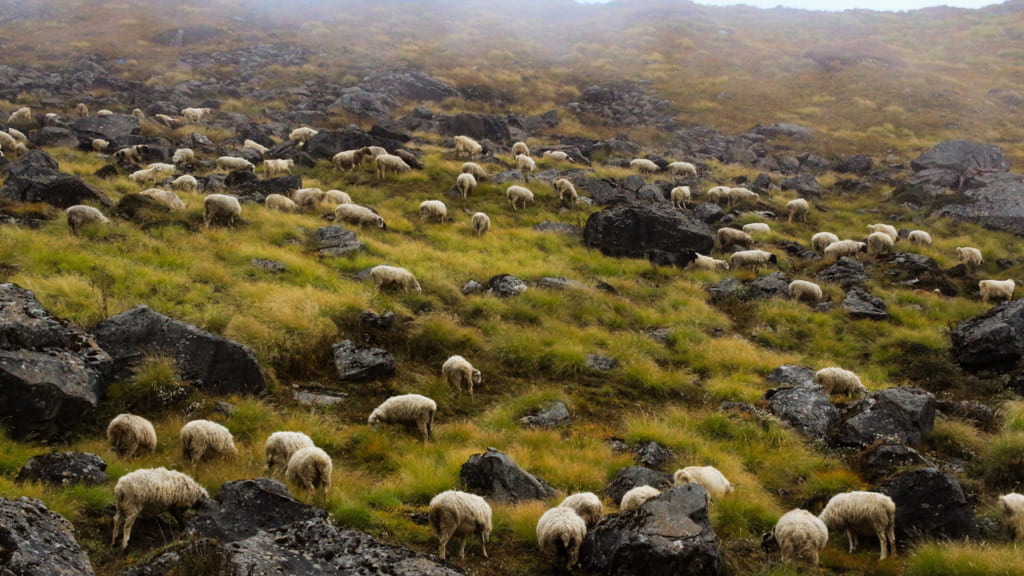 Những chú cừu trên cao nguyên Himalaya