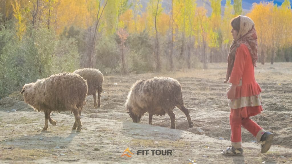 Cô gái Pakistan chăn cừu ở thung lũng Phander