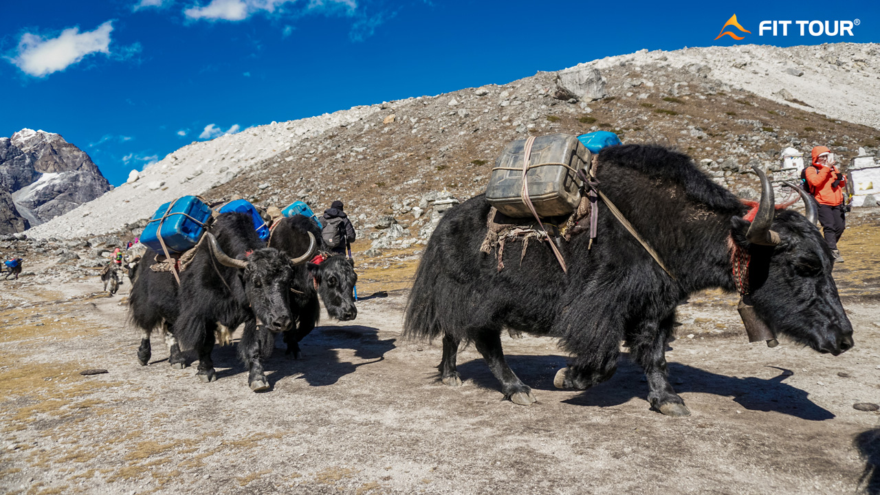 Những chú bò Tây Tạng chở hàng