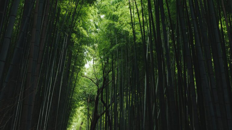 Rừng tre Sagano Nhật Bản