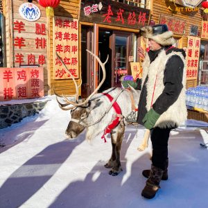 Người dân địa phương dùng tuần lộc để kéo hàng
