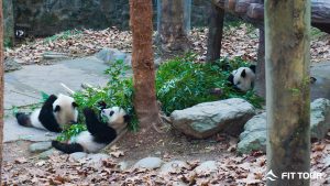 Những chú gấu trúc nằm ở bên trong khu bảo tồn Đô Giang Yển (Tứ Xuyên)