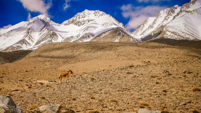 Một chú ngựa đi rong qua các dãy núi Ladakh