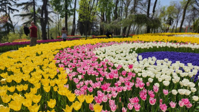 Công viên Emirgan - Lễ hội hoa tulip & Grove ở Emirgan