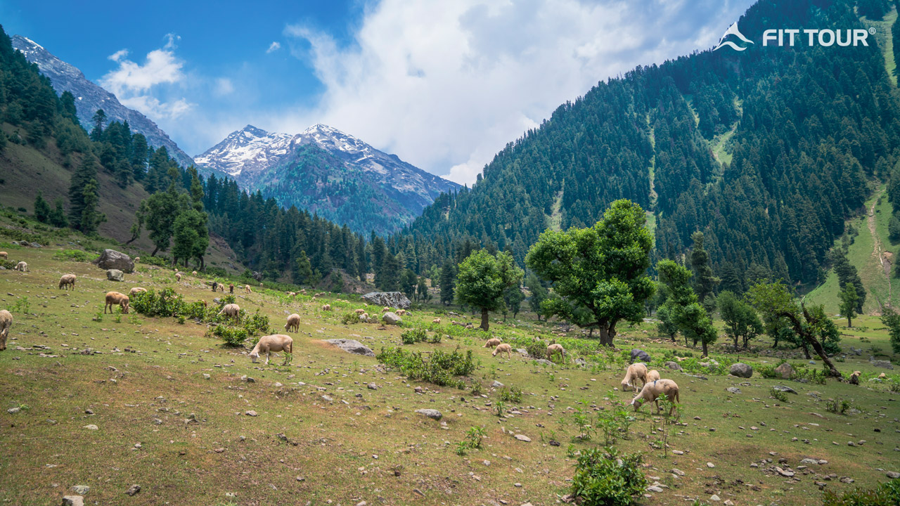 Thung lũng chăn cừu Aru ở Pahalgam