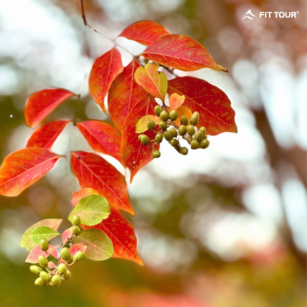Ảnh nghệ thuật cận cảnh những chiếc lá chuyển màu đỏ rực rỡ và chùm quả nhỏ, nét đẹp tinh tế của mùa thu.