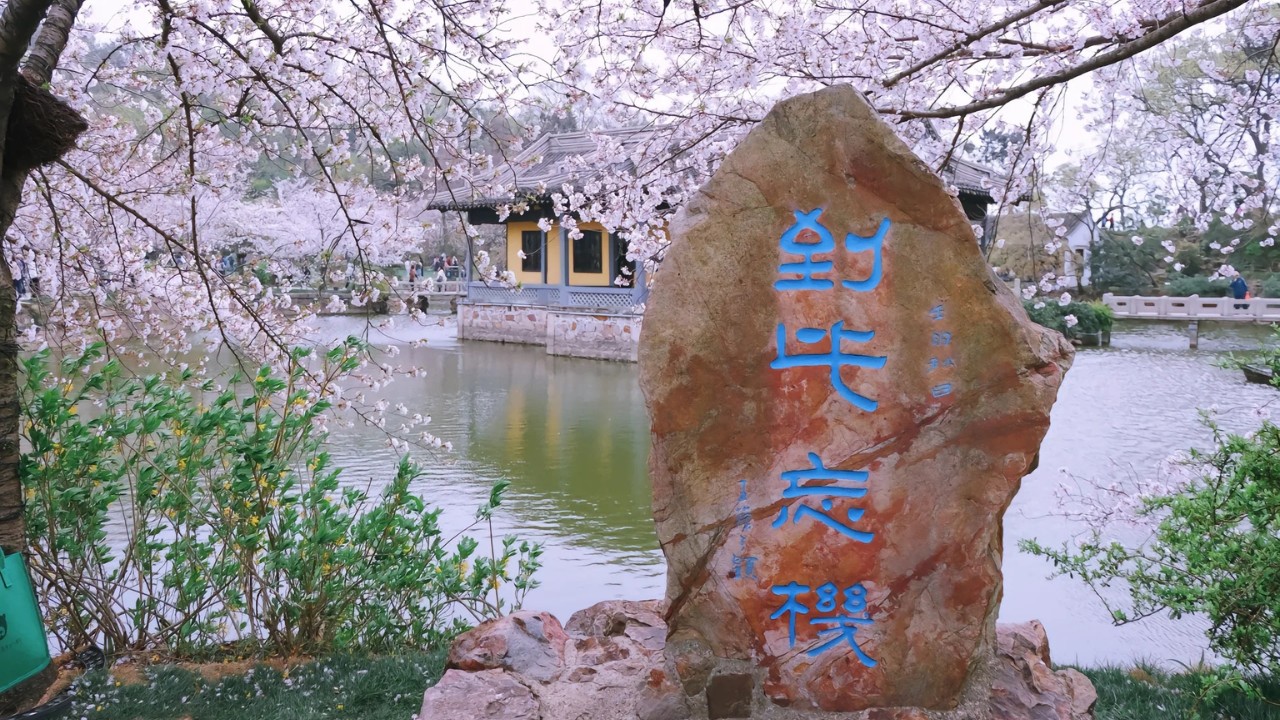 Bia đá khắc chữ thư pháp màu xanh bên bờ Thái Hồ, phía xa là đình nghỉ chân màu vàng ẩn hiện trong rừng hoa anh đào Vô Tích.