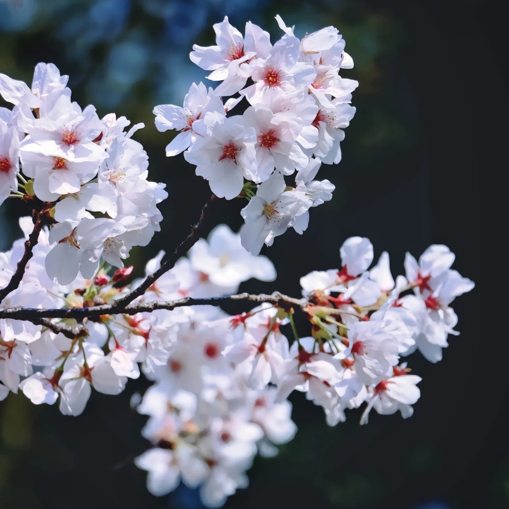 Cận cảnh những đóa hoa anh đào nở rực rỡ dưới ánh nắng tại Vô Tích, Trung Quốc.