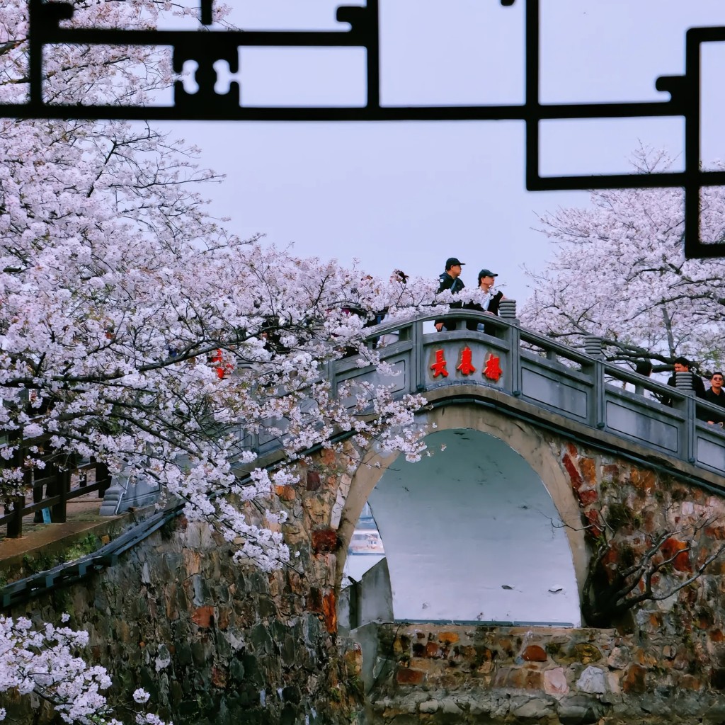 Cầu Trường Xuân cổ kính soi bóng dưới làn nước và hoa anh đào tại Nguyên Đầu Trữ.