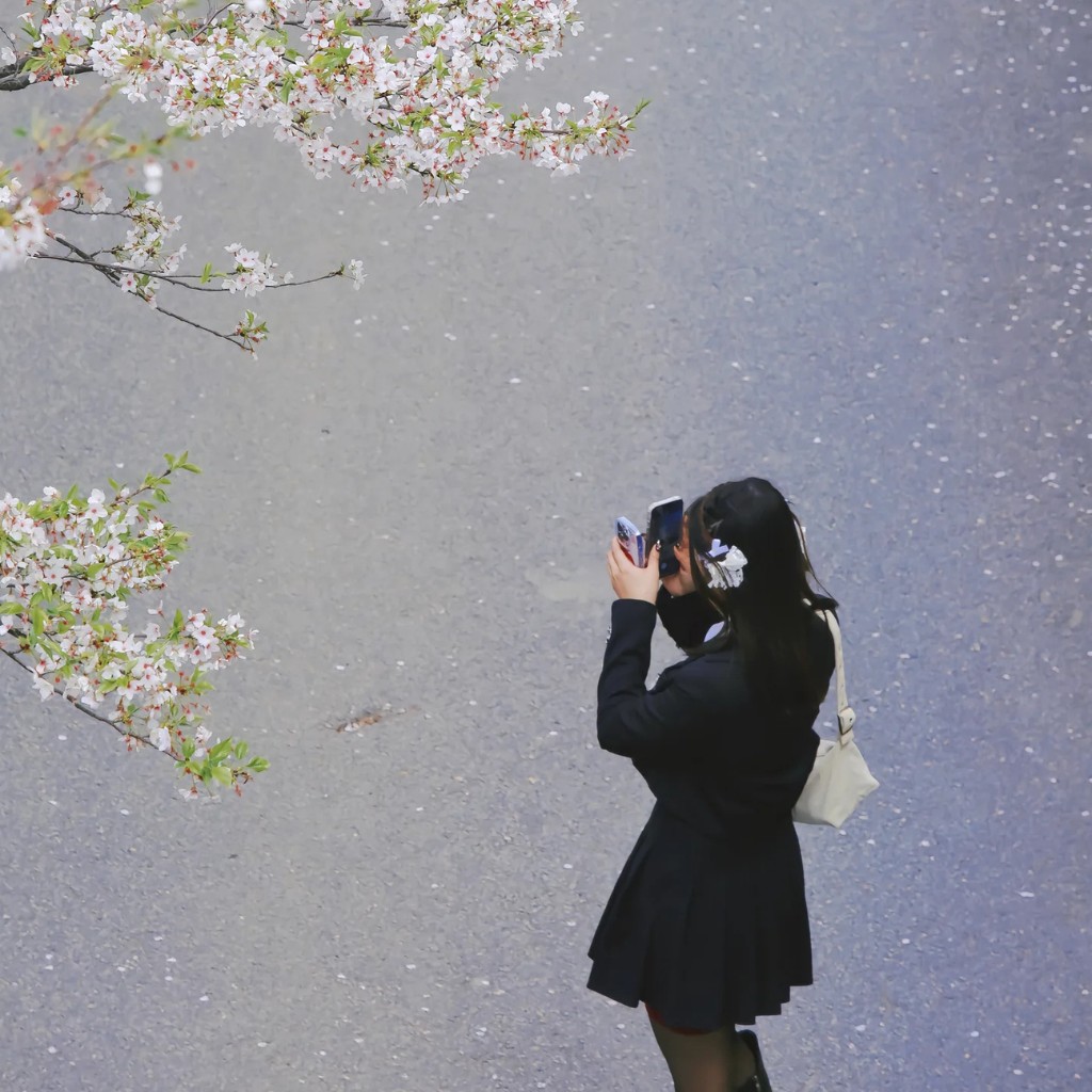 Góc chụp từ trên cao xuống cảnh một cô gái đang dùng điện thoại chụp lại cành hoa anh đào, nền đường rải đầy cánh hoa rơi.