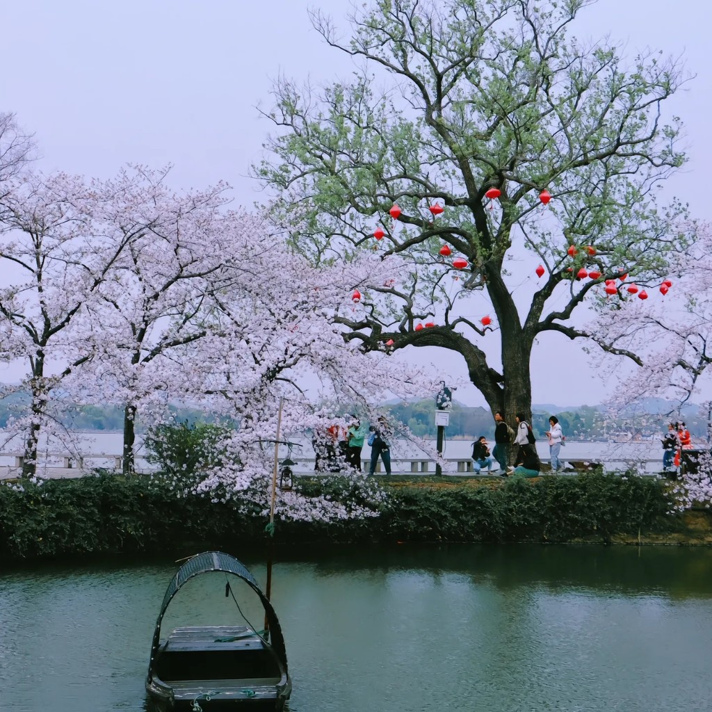 Những chiếc đèn lồng đỏ treo trên cây cổ thụ bên hồ mùa hoa anh đào tại Vô Tích.