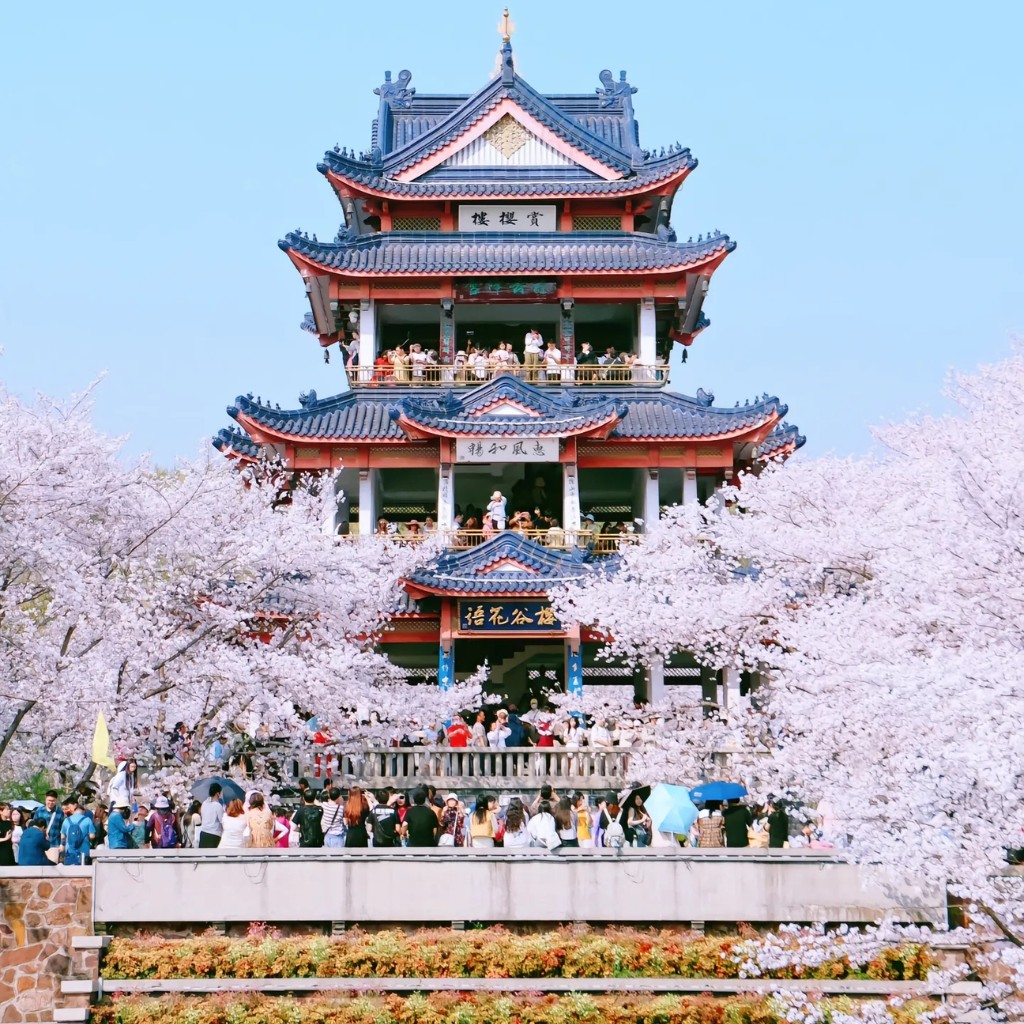 Kiến trúc đặc trưng của Thưởng Anh Các nhìn từ chính diện giữa rừng hoa anh đào.