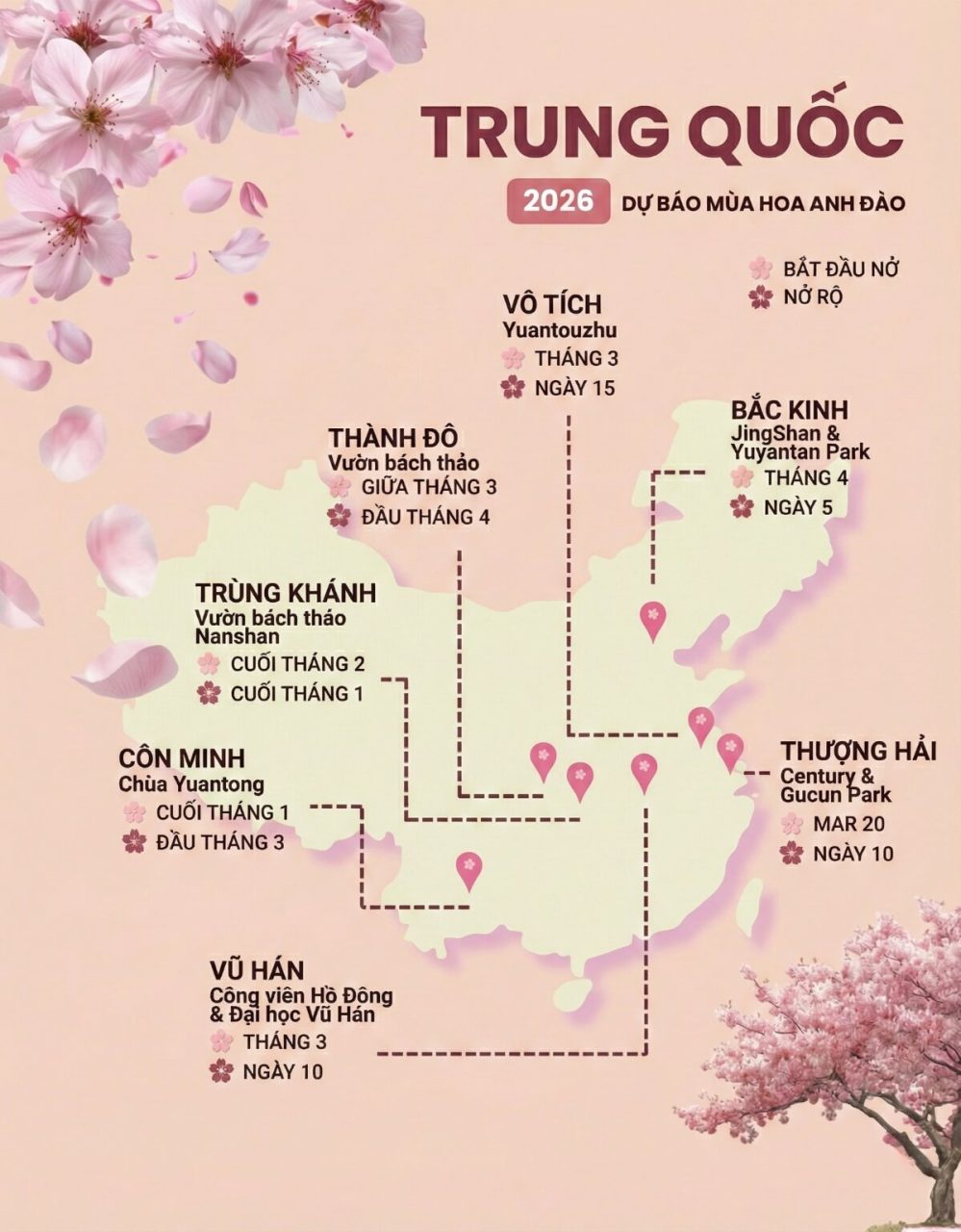 Lịch dự báo mùa hoa anh đào Trung Quốc năm 2026