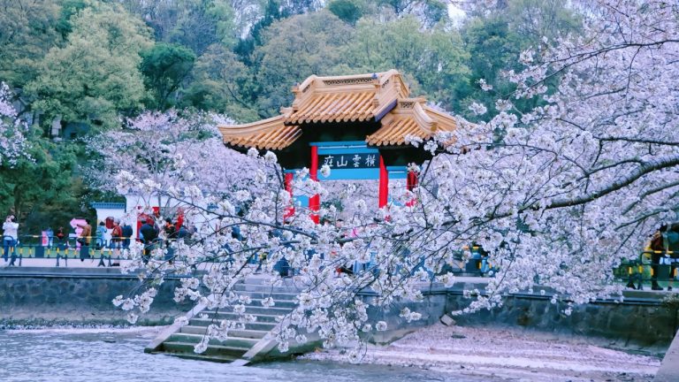 Cổng chào kiến trúc cổ giữa rừng hoa anh đào nở rộ tại Nguyên Đầu Trữ, Vô Tích.