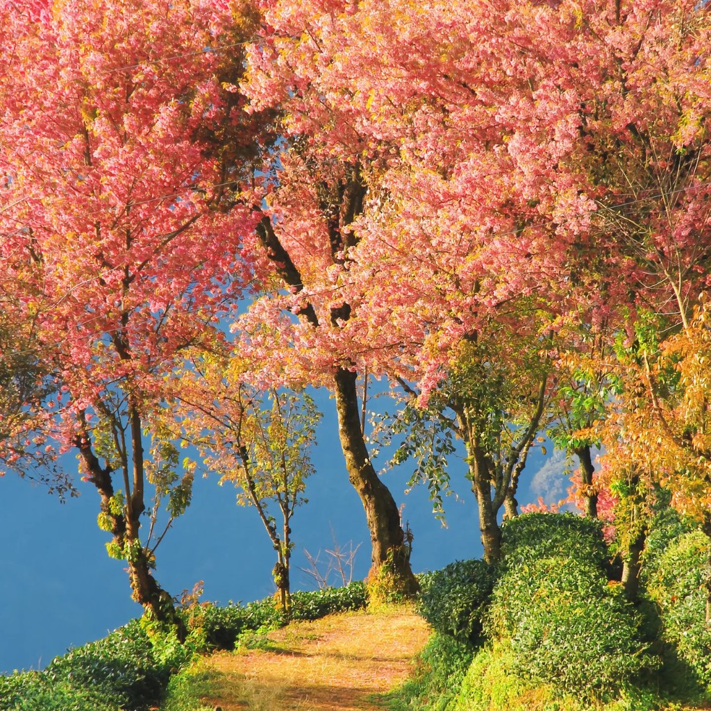 Cận cảnh những tán hoa anh đào hồng thắm mọc xen kẽ trên đồi chè dốc đứng tại núi Vô Lượng.