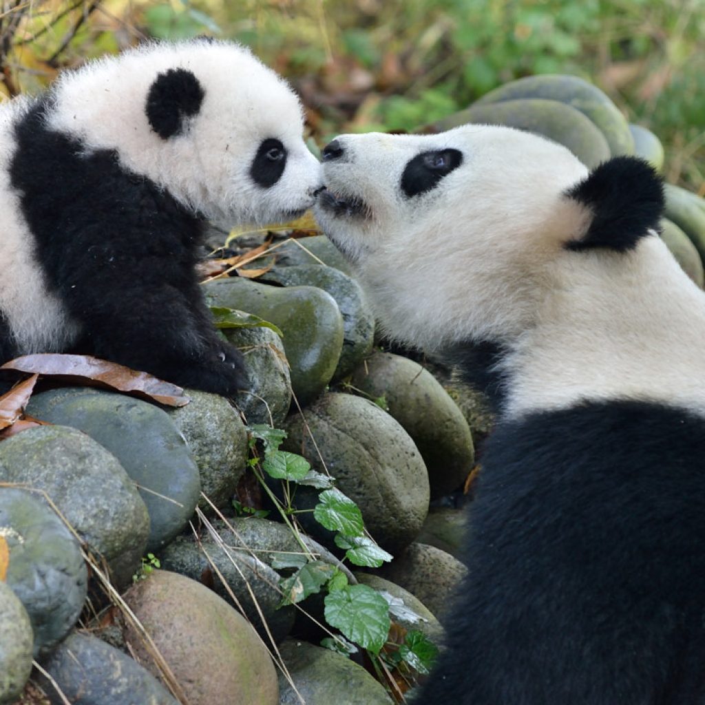 Cơ sở gấu trúc Bifengxia