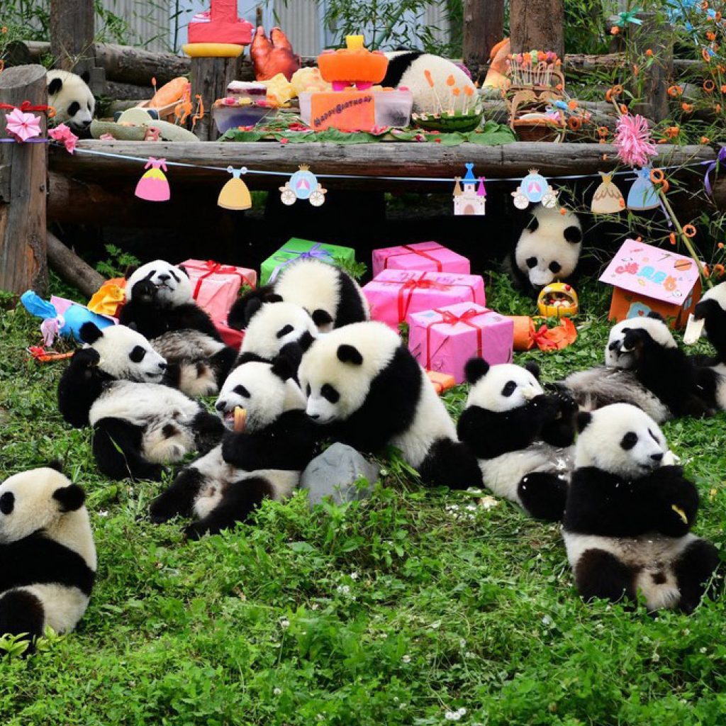 Cơ sở nghiên cứu Gấu trúc khổng lồ Thành Đô