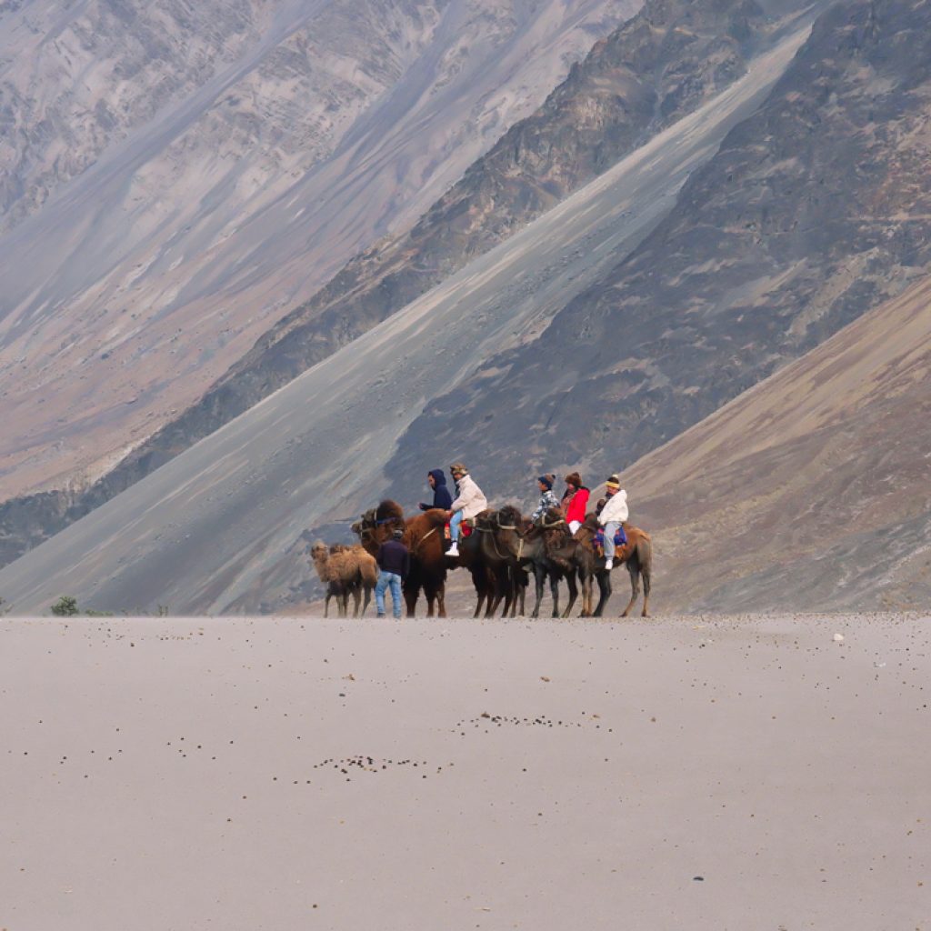 Cưỡi lạc đà ở thung lũng Nubra Ladakh