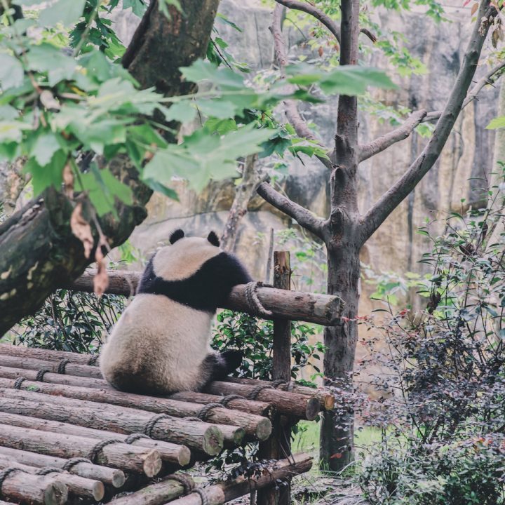 Gấu trúc ở Tứ Xuyên (Ảnh đứng)