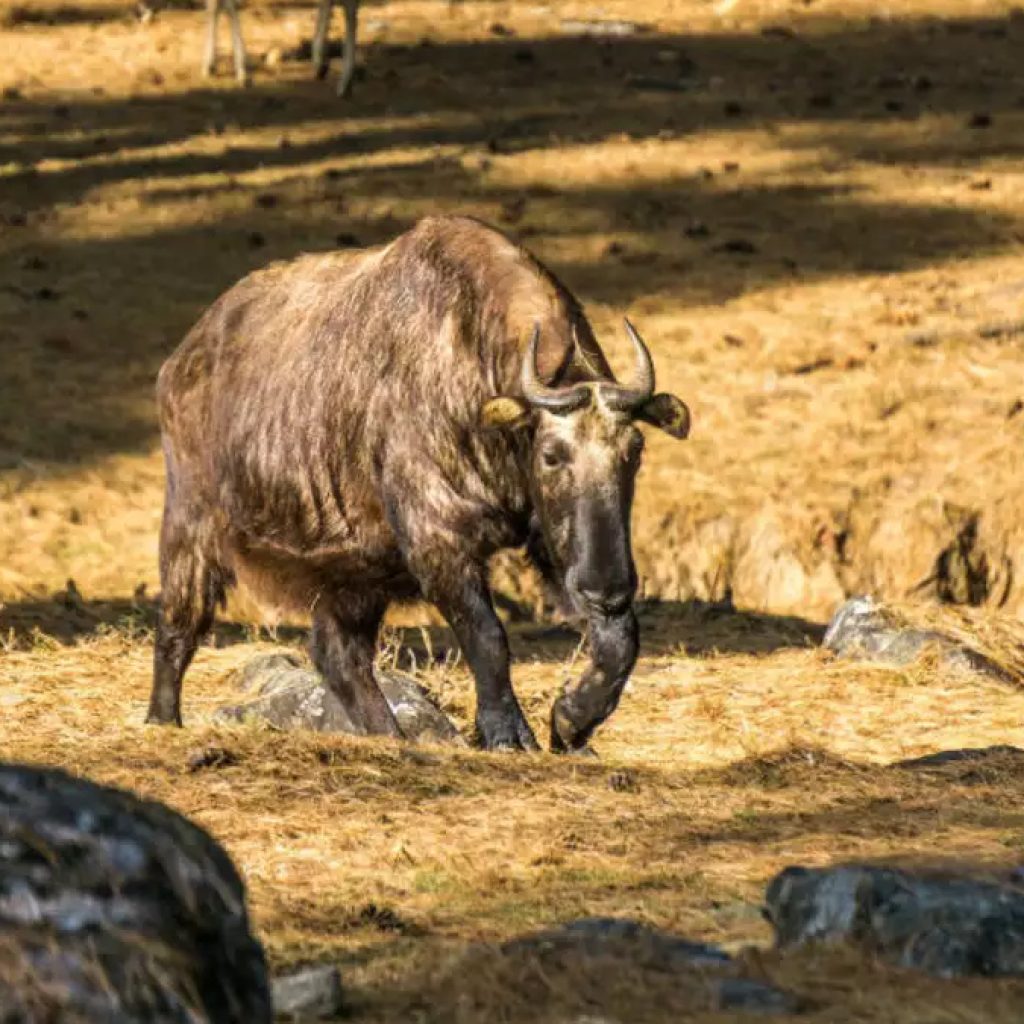 Khu bảo tồn Motihang Takin Bhutan