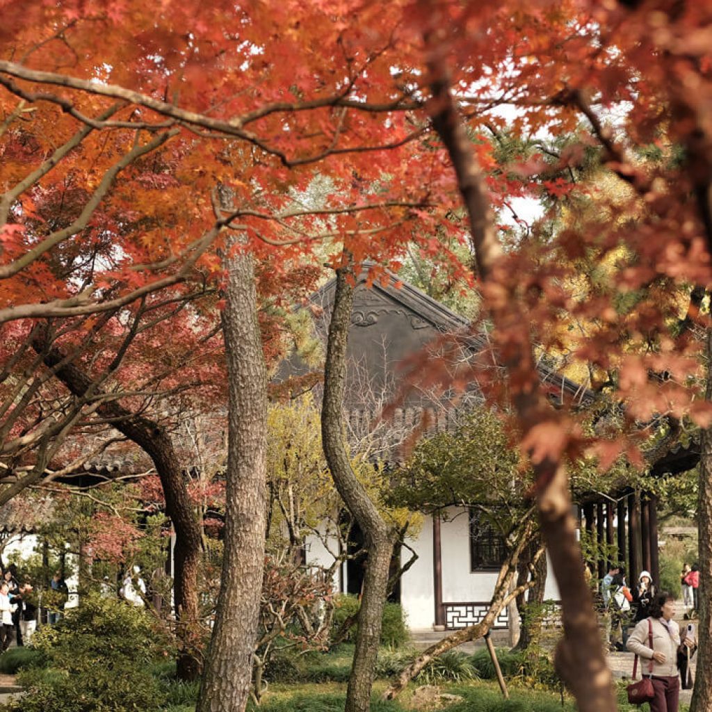 Những cây phong đỏ mang đến sắc thu đặc trưng tuyệt vời cho khuôn viên Lâm Viên của Chuyết Chính Viên tại Trung Quốc