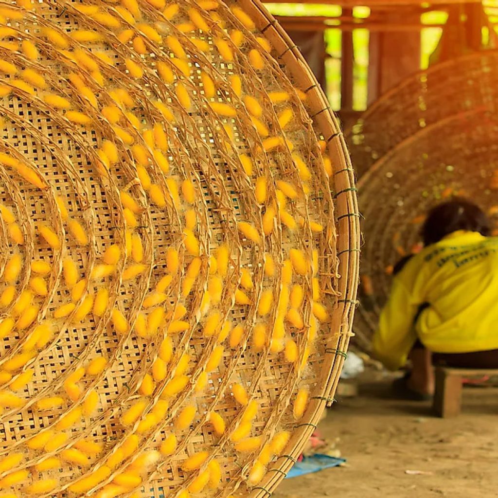 Quy trình sản xuất lụa ở Trung Quốc cổ đại