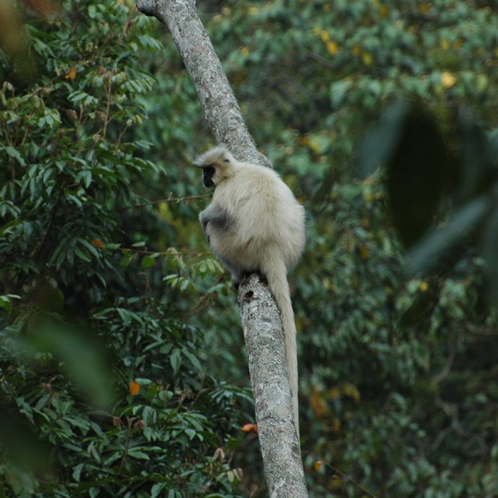 Vườn quốc gia Jigme Singye Wangchuck Bhutan