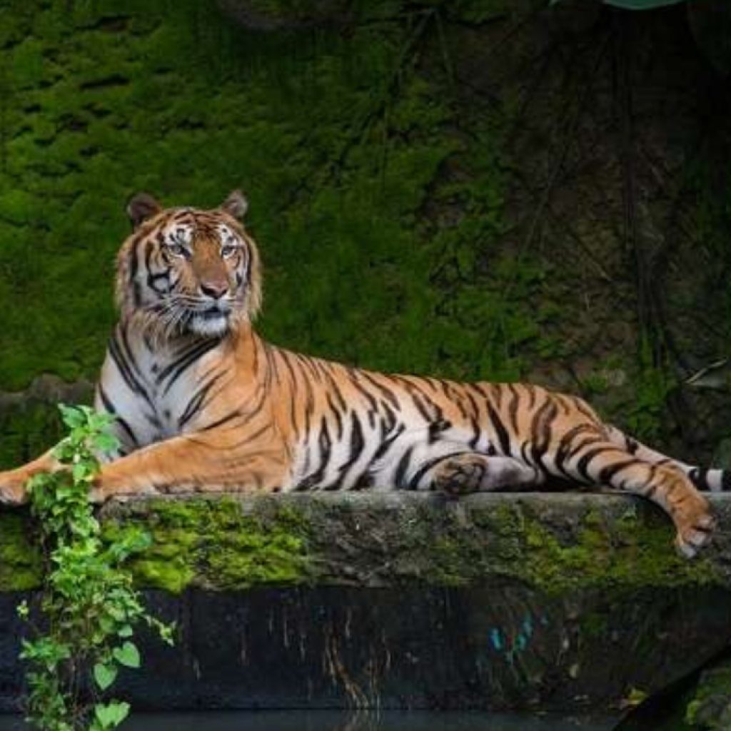 Vườn quốc gia Royal Manas